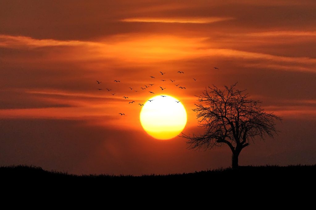 sunset, tree, silhouettes, bird silhouettes, flying birds, migratory birds, tree silhouette, sun, dusk, twilight, setting sun, landscape, nature, dawn, sunrise, sun, sun, sun, sun, sun, sunrise, sunrise